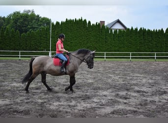 Weitere Warmblüter Mix, Wallach, 6 Jahre, 156 cm, Falbe