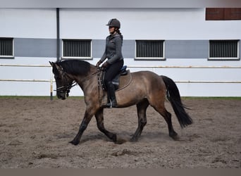 Weitere Warmblüter, Wallach, 6 Jahre, 156 cm, Falbe