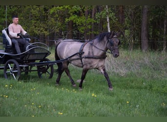 Weitere Warmblüter Mix, Wallach, 6 Jahre, 156 cm, Falbe