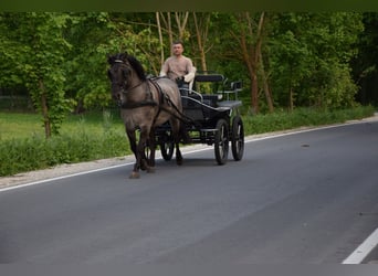 Weitere Warmblüter Mix, Wallach, 6 Jahre, 156 cm, Falbe