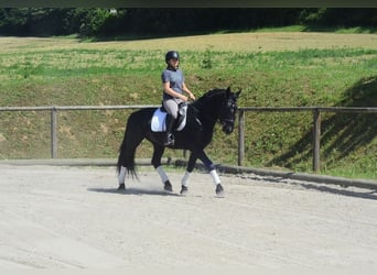 Weitere Warmblüter, Wallach, 6 Jahre, 157 cm, Rappe