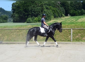 Weitere Warmblüter, Wallach, 6 Jahre, 157 cm, Rappe