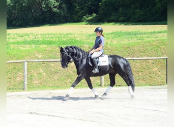 Weitere Warmblüter, Wallach, 6 Jahre, 157 cm, Rappe