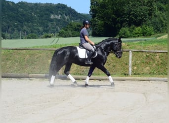 Weitere Warmblüter, Wallach, 6 Jahre, 157 cm, Rappe