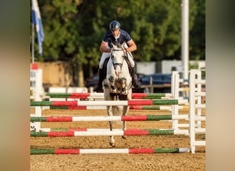 Weitere Warmblüter, Wallach, 6 Jahre, 157 cm, Schimmel