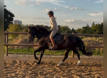 Weitere Warmblüter, Wallach, 6 Jahre, 158 cm, Rappe