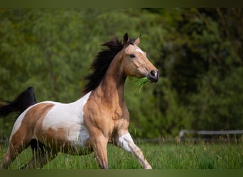 Weitere Warmblüter, Wallach, 6 Jahre, 158 cm, Tobiano-alle-Farben