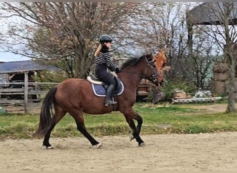 Weitere Warmblüter, Wallach, 6 Jahre, 159 cm, Brauner