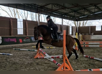 Weitere Warmblüter, Wallach, 6 Jahre, 159 cm, Brauner