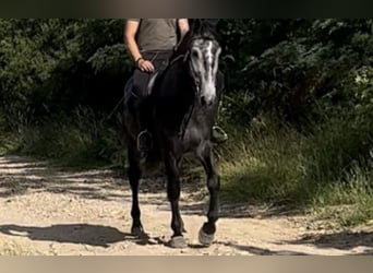 Weitere Warmblüter, Wallach, 6 Jahre, 159 cm, Schimmel
