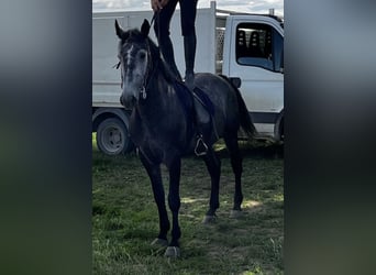 Weitere Warmblüter, Wallach, 6 Jahre, 159 cm, Schimmel