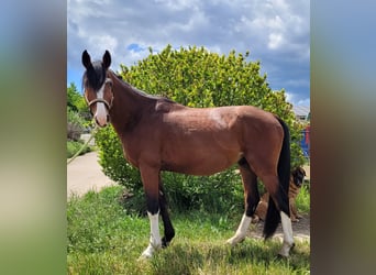 Weitere Warmblüter, Wallach, 6 Jahre, 160 cm, Brauner