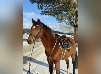Weitere Warmblüter, Wallach, 6 Jahre, 160 cm, Brauner