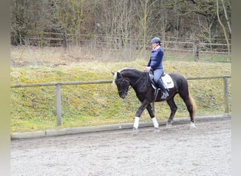 Weitere Warmblüter, Wallach, 6 Jahre, 160 cm