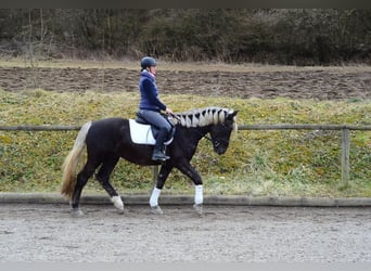 Weitere Warmblüter, Wallach, 6 Jahre, 160 cm