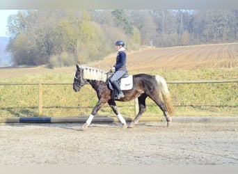 Weitere Warmblüter, Wallach, 6 Jahre, 160 cm