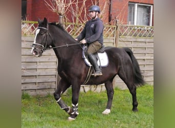 Weitere Warmblüter Mix, Wallach, 6 Jahre, 160 cm, Rappe