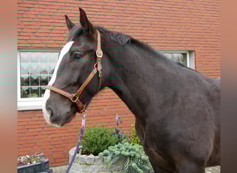 Weitere Warmblüter Mix, Wallach, 6 Jahre, 160 cm, Rappe