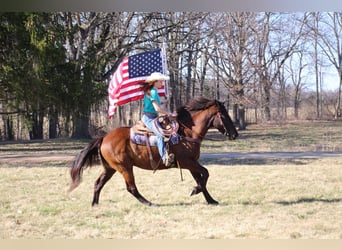 Weitere Warmblüter, Wallach, 6 Jahre, 160 cm, Rotbrauner