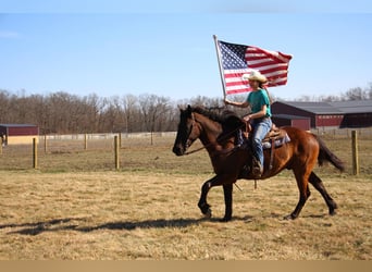 Weitere Warmblüter, Wallach, 6 Jahre, 160 cm, Rotbrauner