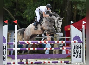 Weitere Warmblüter, Wallach, 6 Jahre, 160 cm, Schimmel