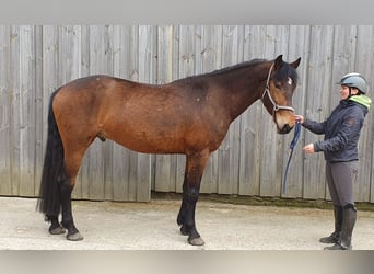 Weitere Warmblüter Mix, Wallach, 6 Jahre, 161 cm, Dunkelbrauner