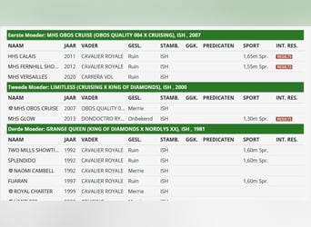 Weitere Warmblüter, Wallach, 6 Jahre, 162 cm, Brauner