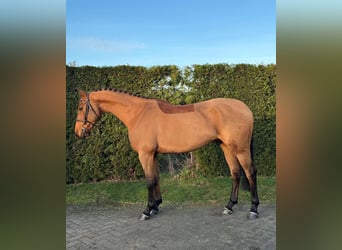 Weitere Warmblüter, Wallach, 6 Jahre, 162 cm, Brauner