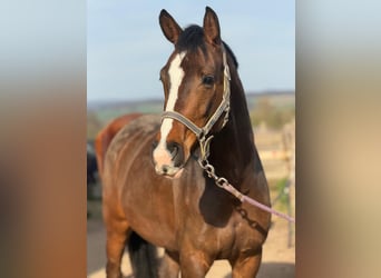 Weitere Warmblüter, Wallach, 6 Jahre, 163 cm, Brauner