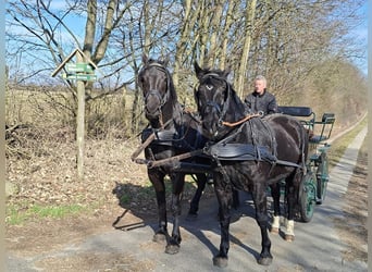 Weitere Warmblüter, Wallach, 6 Jahre, 163 cm, Rappe