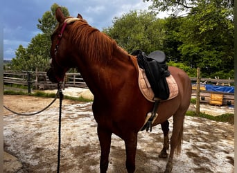 Weitere Warmblüter Mix, Wallach, 6 Jahre, 165 cm, Fuchs