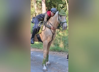 Weitere Warmblüter, Wallach, 6 Jahre, 165 cm, Palomino