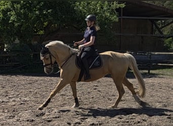 Weitere Warmblüter, Wallach, 6 Jahre, 165 cm, Palomino