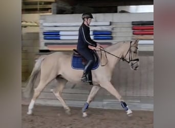 Weitere Warmblüter, Wallach, 6 Jahre, 165 cm, Palomino