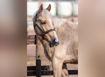 Weitere Warmblüter, Wallach, 6 Jahre, 165 cm, Palomino