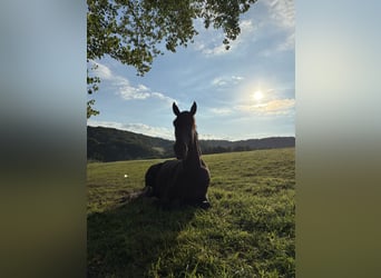 Weitere Warmblüter, Wallach, 6 Jahre, 165 cm, Rappe
