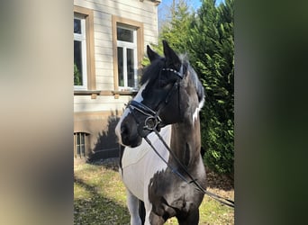 Weitere Warmblüter, Wallach, 6 Jahre, 165 cm, Schecke
