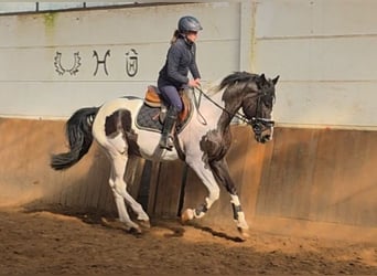 Weitere Warmblüter, Wallach, 6 Jahre, 165 cm, Schecke