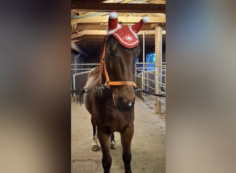 Weitere Warmblüter, Wallach, 6 Jahre, 166 cm, Brauner