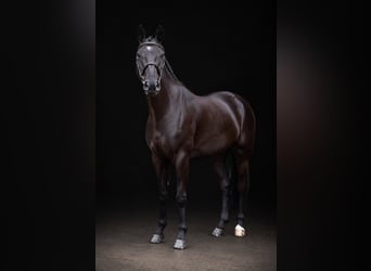 Weitere Warmblüter, Wallach, 6 Jahre, 166 cm, Rappe