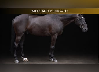 Weitere Warmblüter, Wallach, 6 Jahre, 166 cm, Rappe