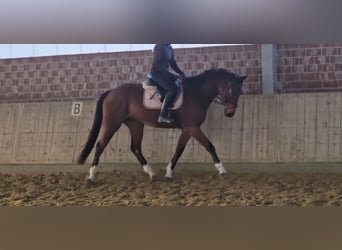 Weitere Warmblüter, Wallach, 6 Jahre, 167 cm, Brauner
