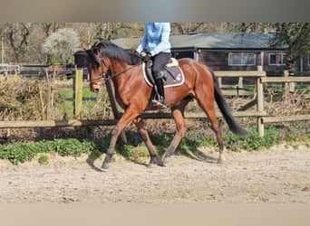Weitere Warmblüter, Wallach, 6 Jahre, 168 cm, Brauner