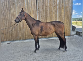 Weitere Warmblüter, Wallach, 6 Jahre, 168 cm, Brauner