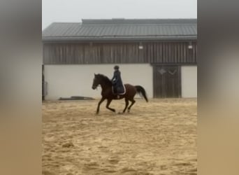 Weitere Warmblüter, Wallach, 6 Jahre, 168 cm, Brauner