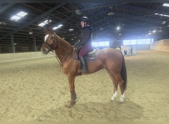 Weitere Warmblüter, Wallach, 6 Jahre, 168 cm, Fuchs