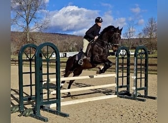 Weitere Warmblüter, Wallach, 6 Jahre, 168 cm, Rotbrauner