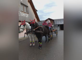 Weitere Warmblüter, Wallach, 6 Jahre, 168 cm, Schimmel