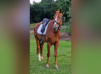 Weitere Warmblüter, Wallach, 6 Jahre, 170 cm, Fuchs