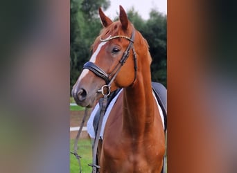 Weitere Warmblüter, Wallach, 6 Jahre, 170 cm, Fuchs